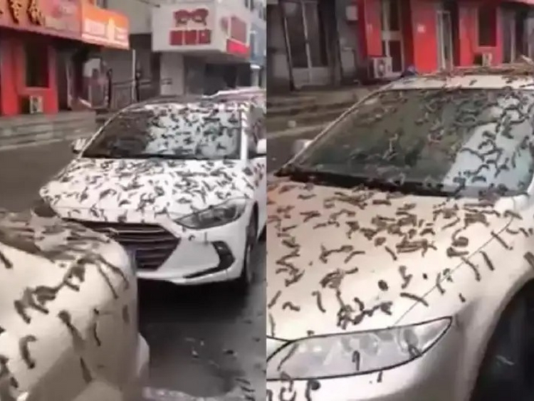 Lluvia de gusanos en China