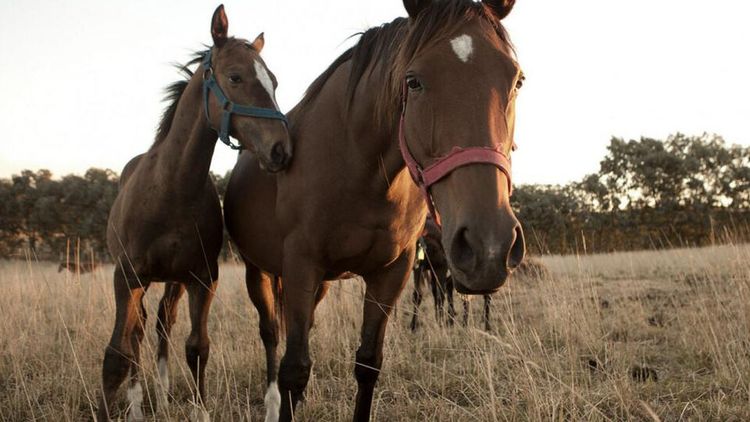 Encefalitis equina